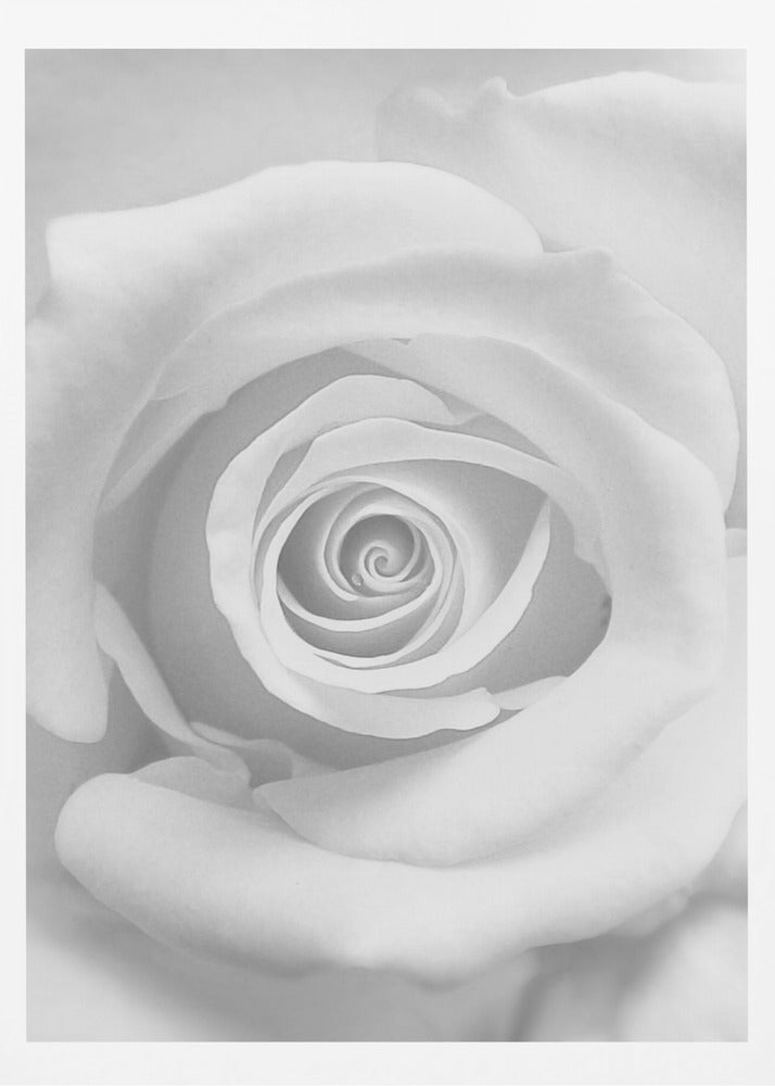 The Rose - Poster / Art Print