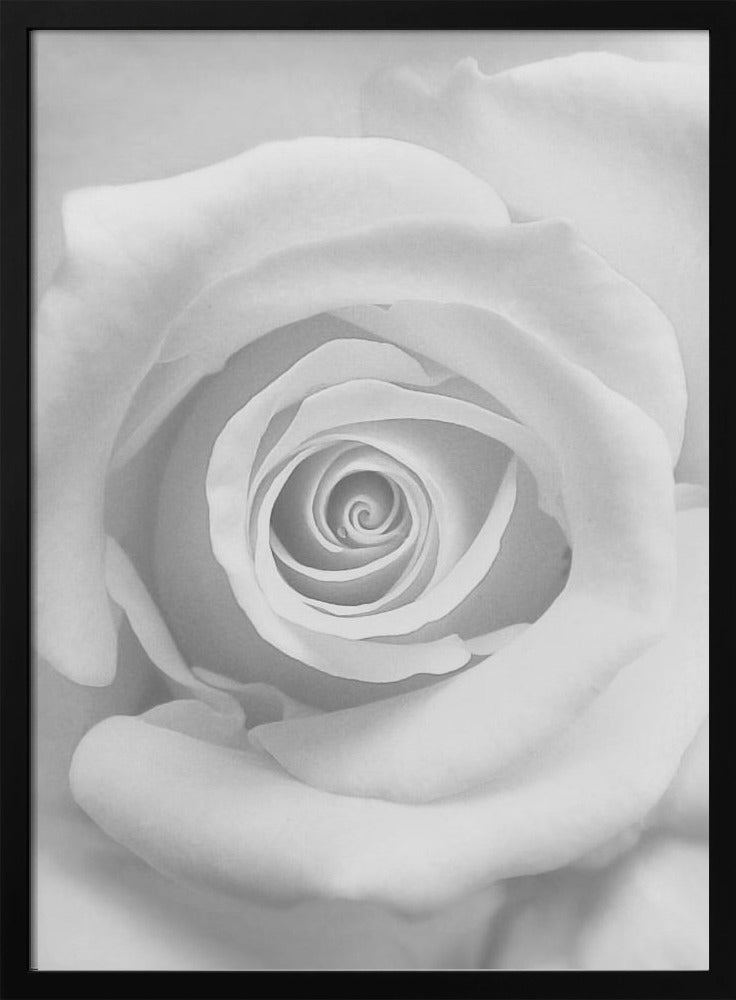 The Rose - Poster / Art Print