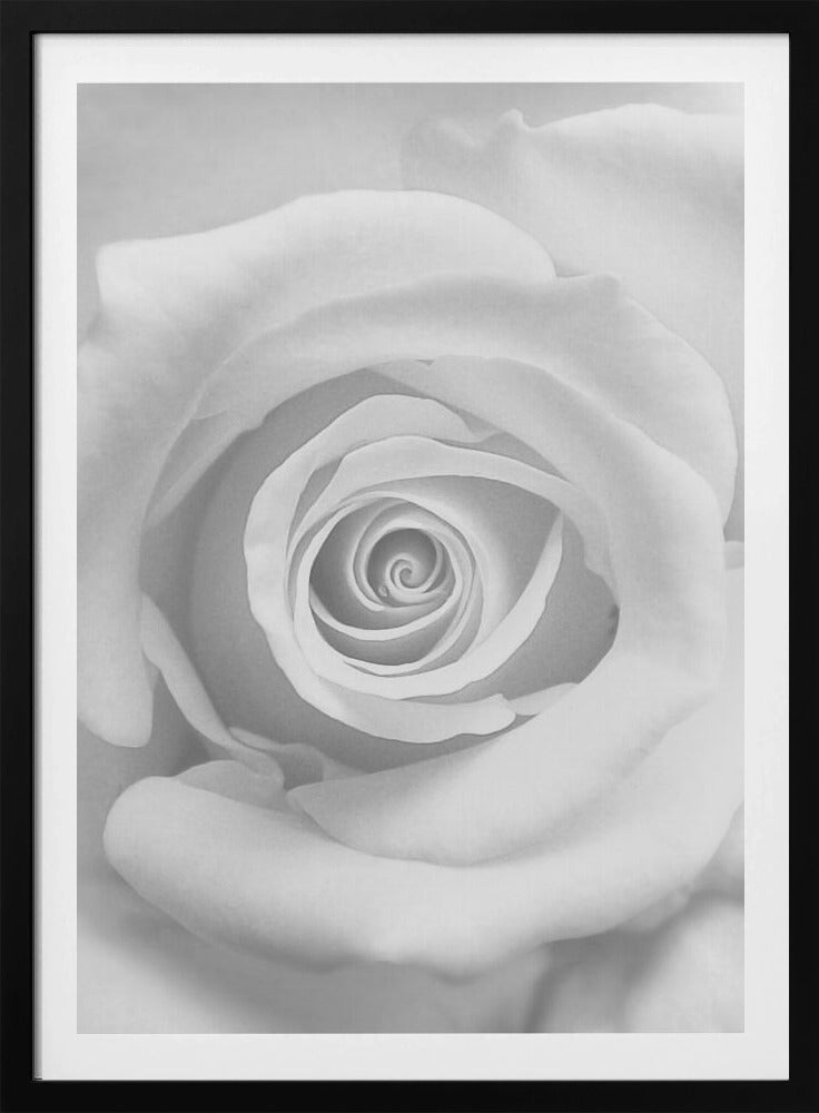 The Rose - Poster / Art Print