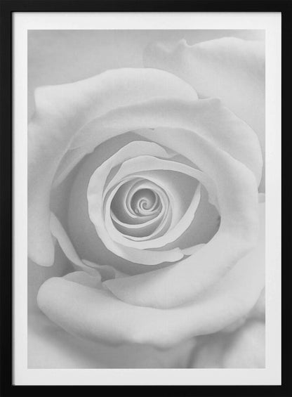 The Rose - Poster / Art Print