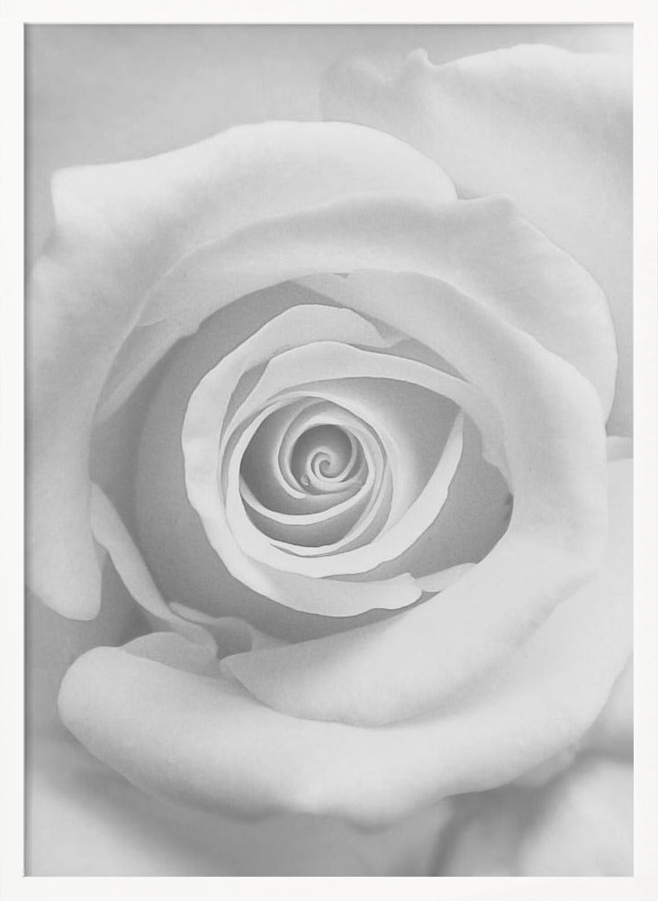 The Rose - Poster / Art Print