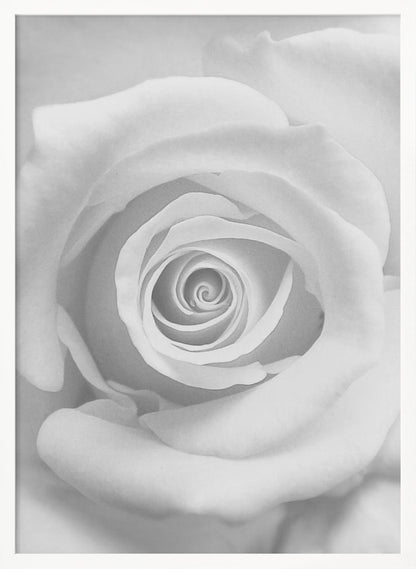 The Rose - Poster / Art Print