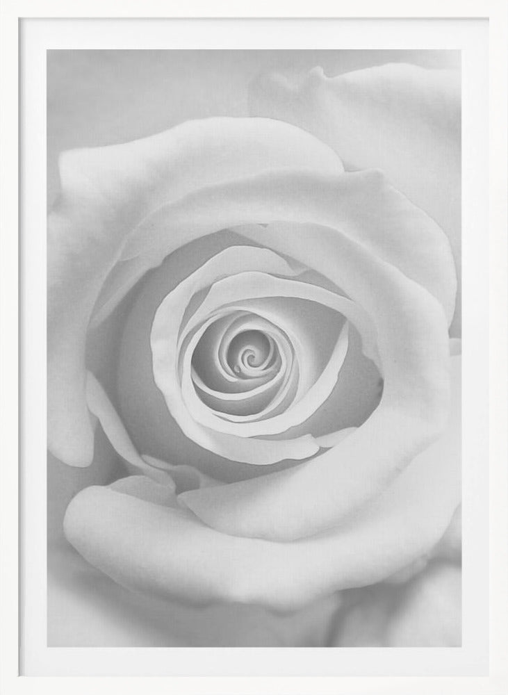 The Rose - Poster / Art Print