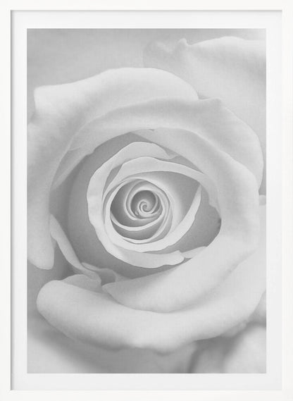 The Rose - Poster / Art Print