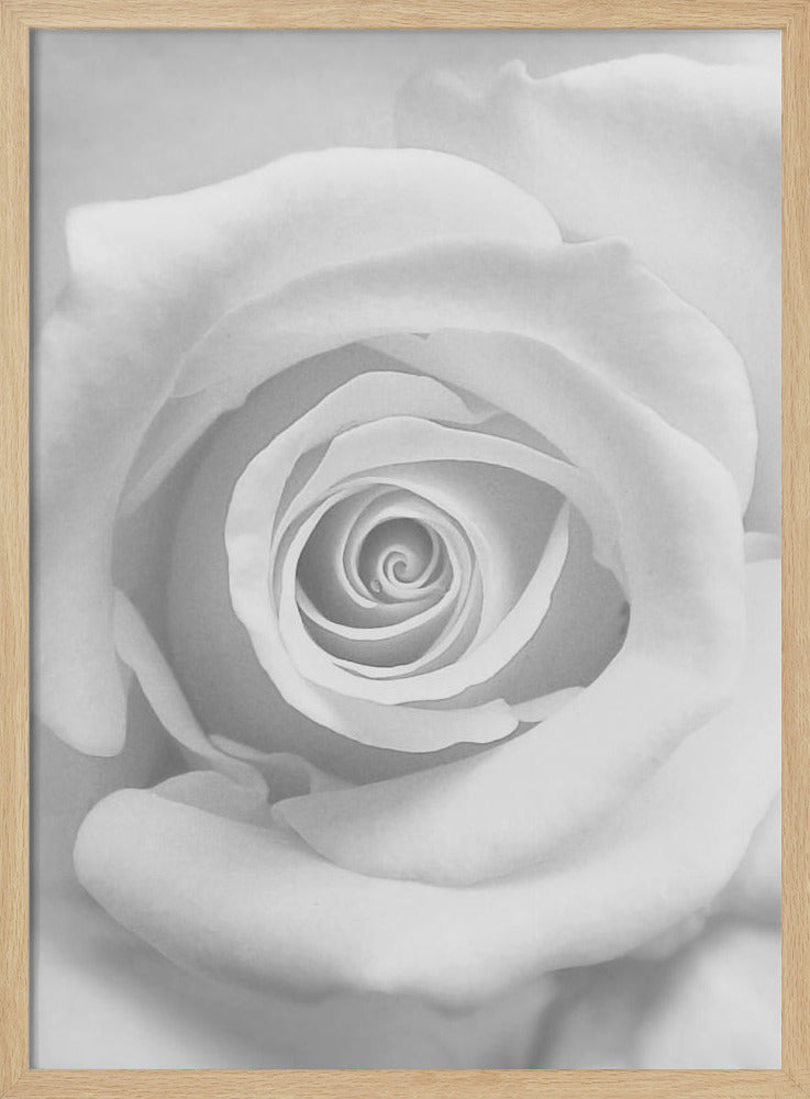 The Rose - Poster / Art Print