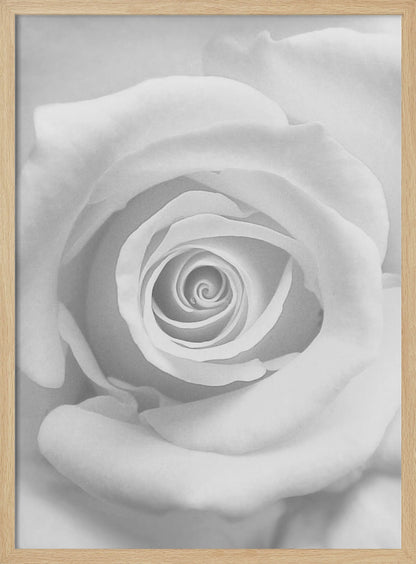 The Rose - Poster / Art Print