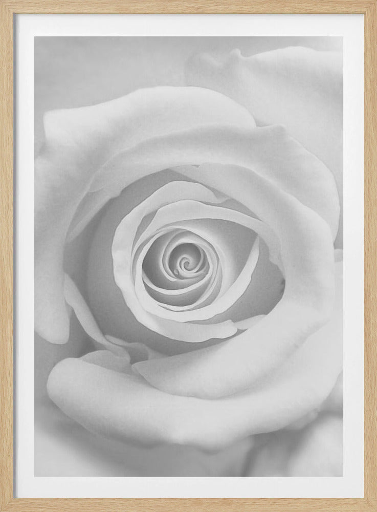 The Rose - Poster / Art Print