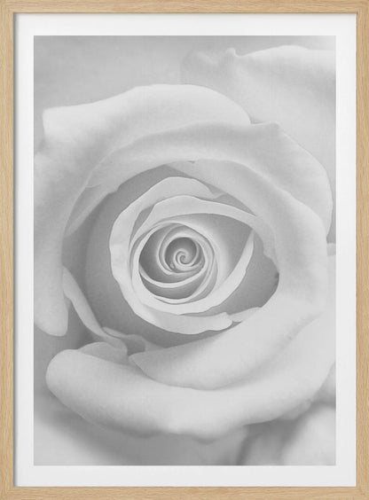 The Rose - Poster / Art Print