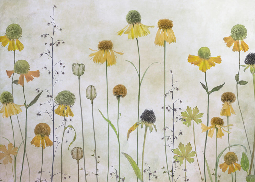 Helenium - Poster / Art Print