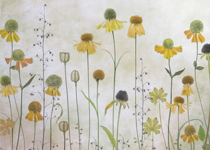 Helenium - Poster / Art Print