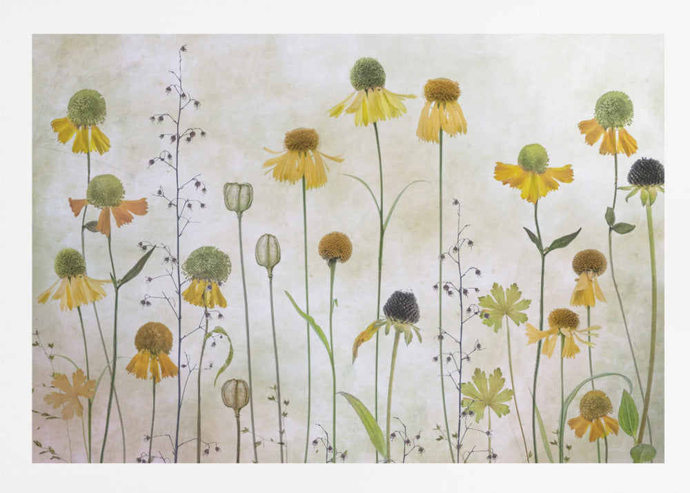 Helenium - Poster / Art Print