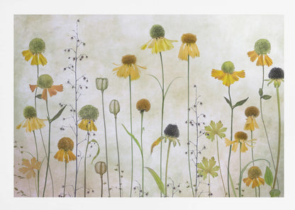Helenium - Poster / Art Print