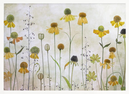Helenium - Poster / Art Print