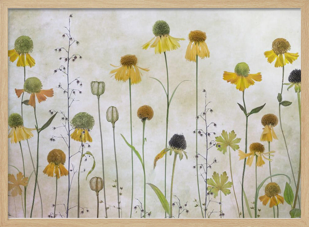 Helenium - Poster / Art Print