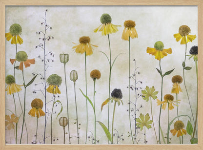 Helenium - Poster / Art Print