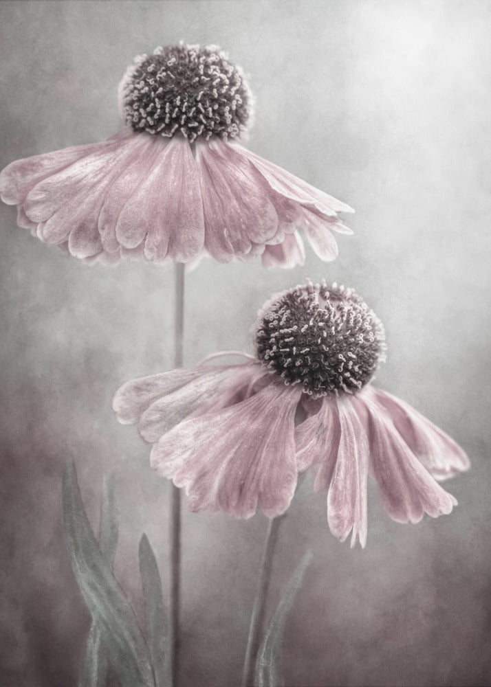 Duet - Poster / Art Print