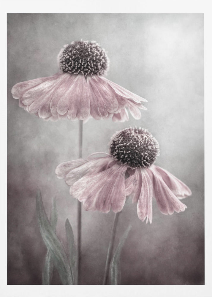 Duet - Poster / Art Print