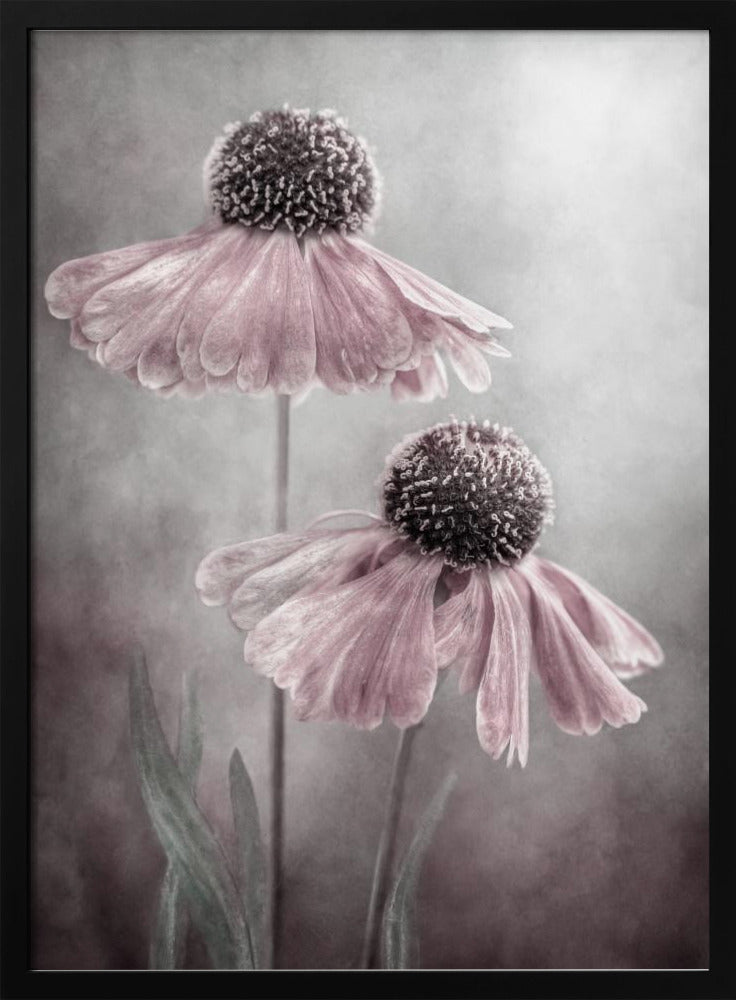 Duet - Poster / Art Print