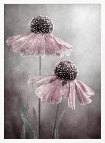 Duet - Poster / Art Print