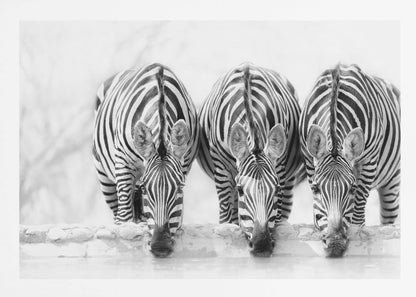 Zebras - Poster / Art Print