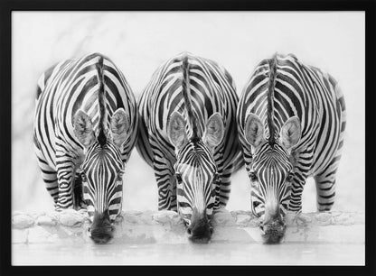 Zebras - Poster / Art Print