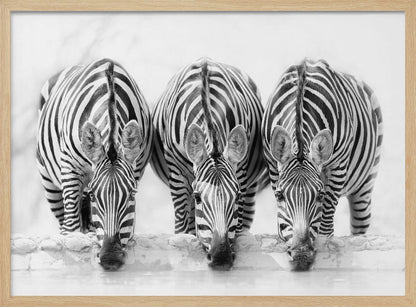 Zebras - Poster / Art Print