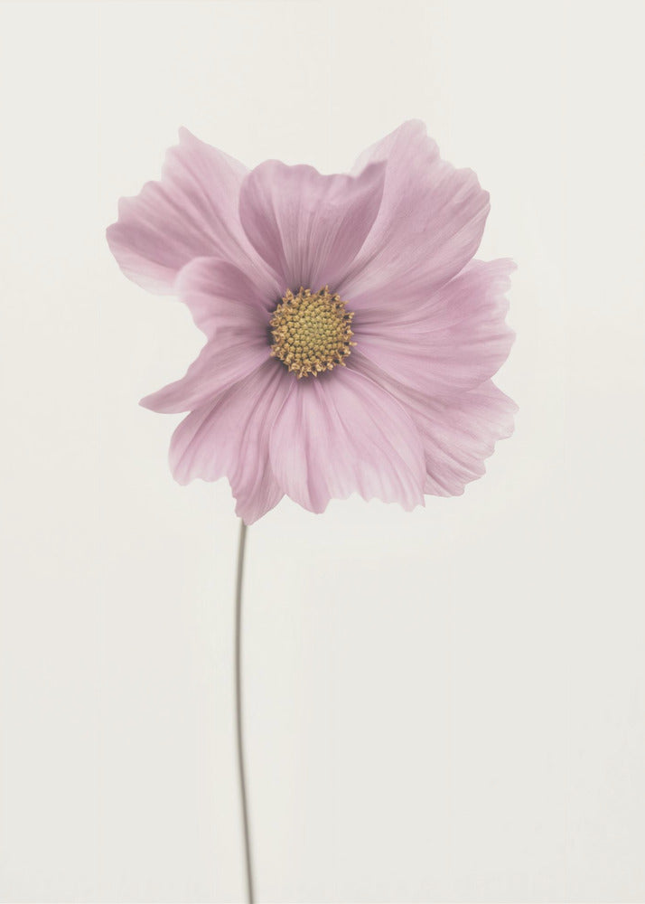 Cosmos flower - Poster / Art Print