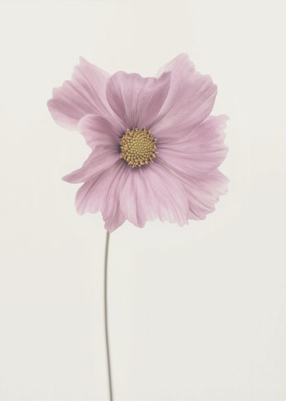 Cosmos flower - Poster / Art Print
