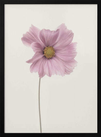 Cosmos flower - Poster / Art Print