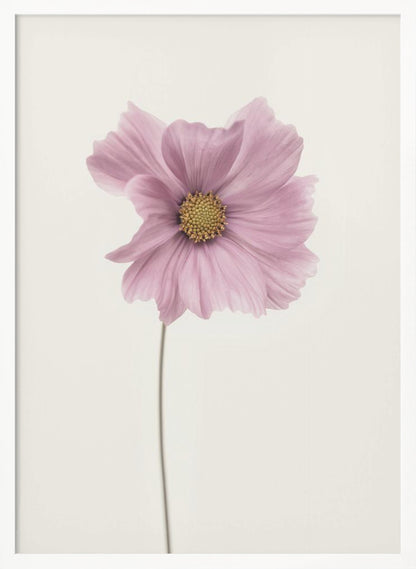 Cosmos flower - Poster / Art Print