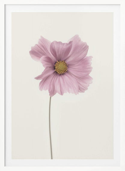 Cosmos flower - Poster / Art Print