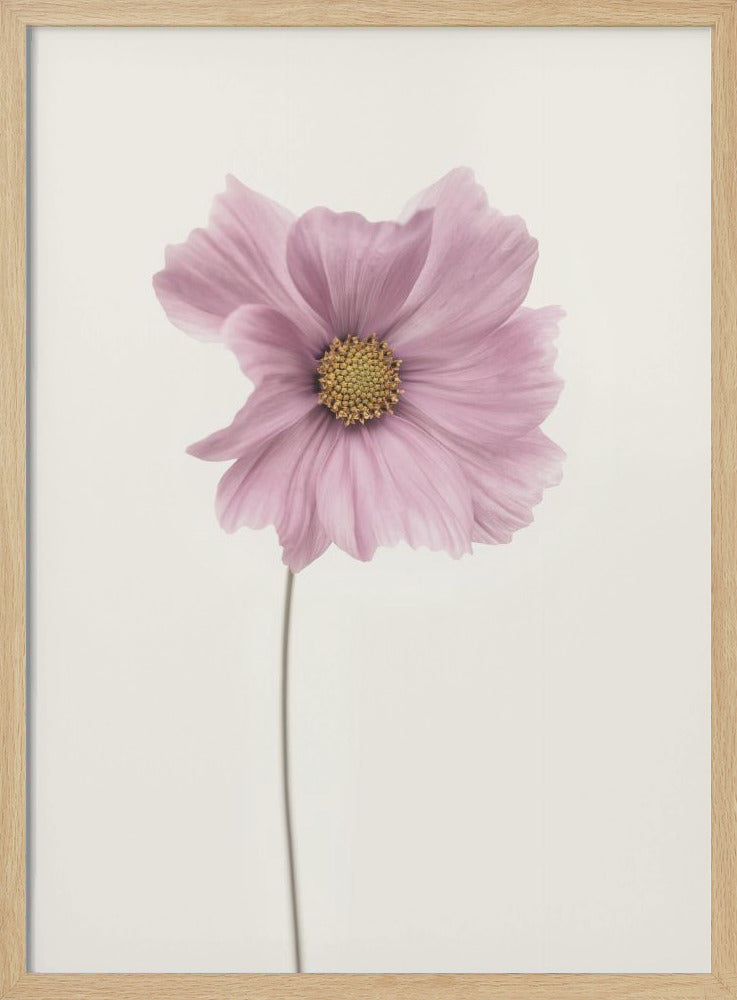 Cosmos flower - Poster / Art Print