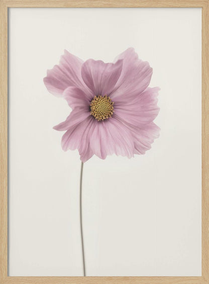 Cosmos flower - Poster / Art Print