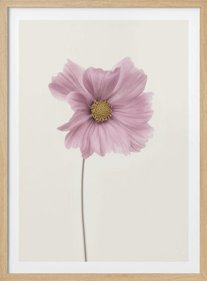 Cosmos flower - Poster / Art Print