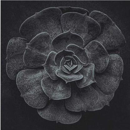 Cactus flower - Poster / Art Print