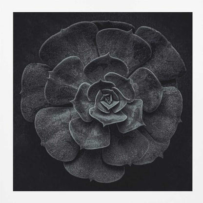 Cactus flower - Poster / Art Print