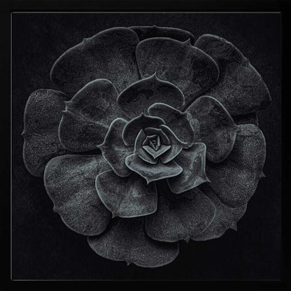 Cactus flower - Poster / Art Print