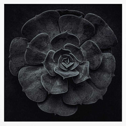Cactus flower - Poster / Art Print