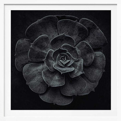 Cactus flower - Poster / Art Print
