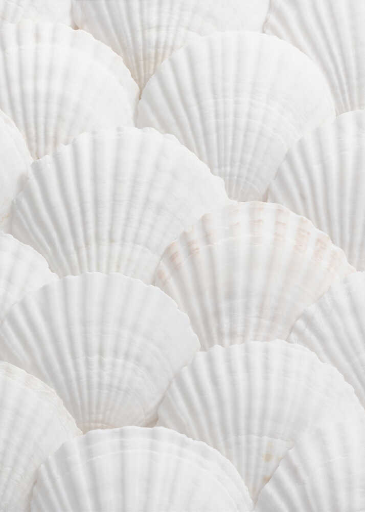 Shells_3 - Poster / Art Print
