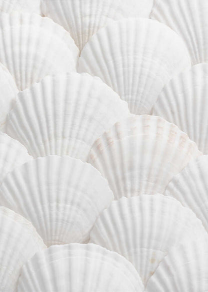 Shells_3 - Poster / Art Print