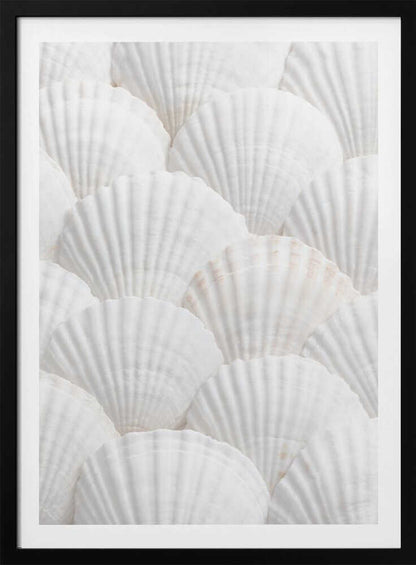 Shells_3 - Poster / Art Print