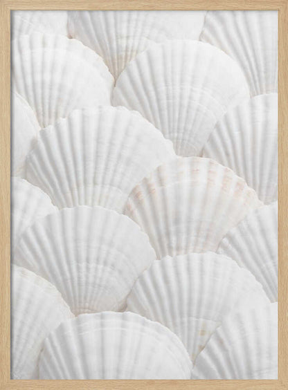 Shells_3 - Poster / Art Print