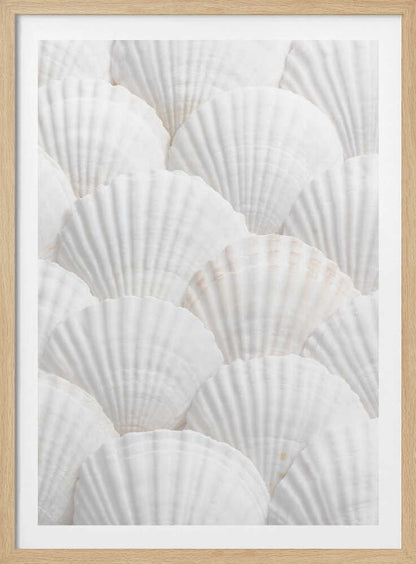 Shells_3 - Poster / Art Print