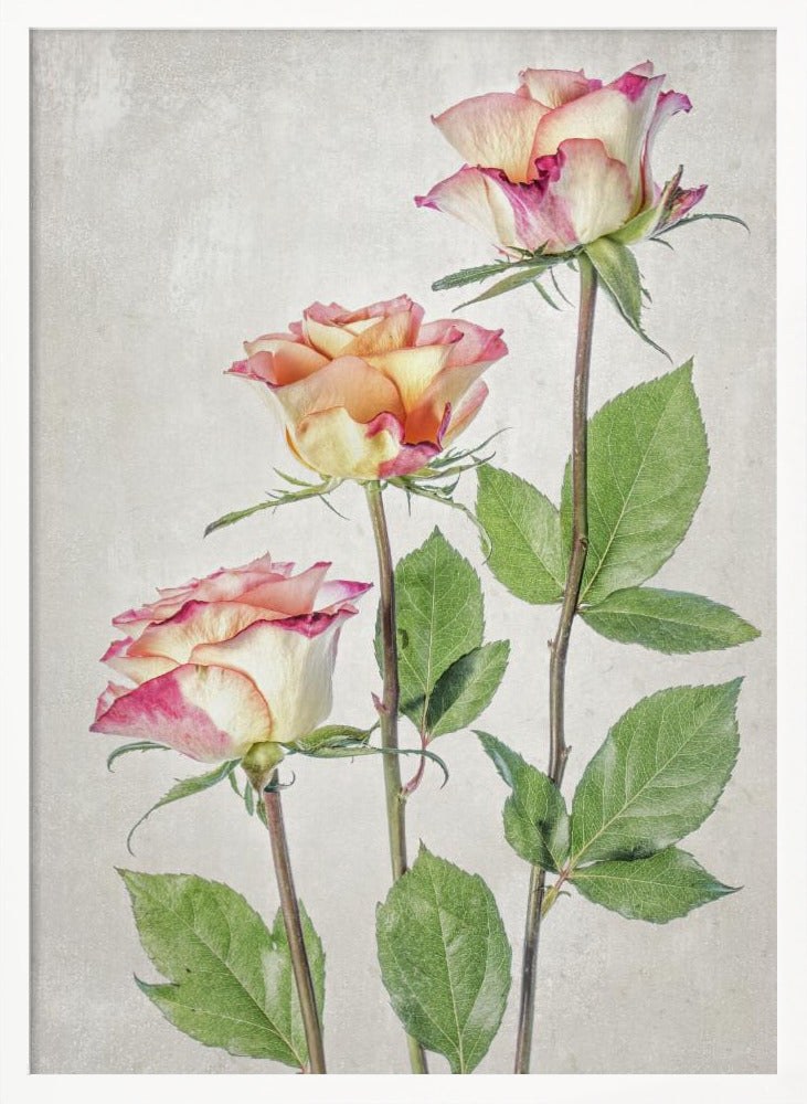 Roses - Poster / Art Print