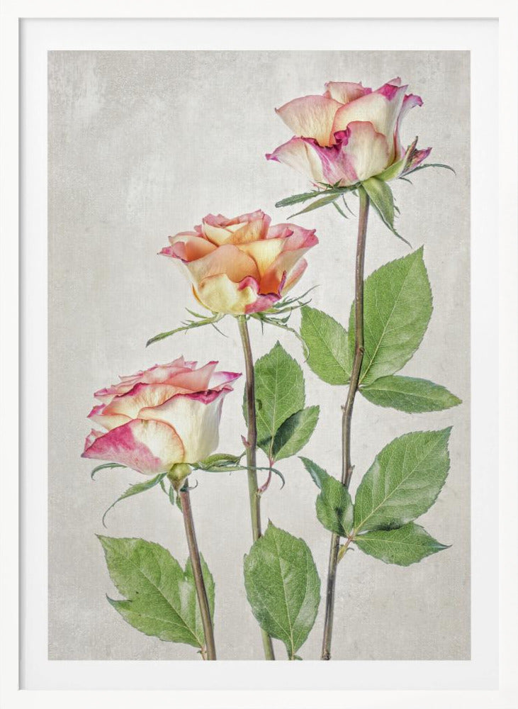 Roses - Poster / Art Print