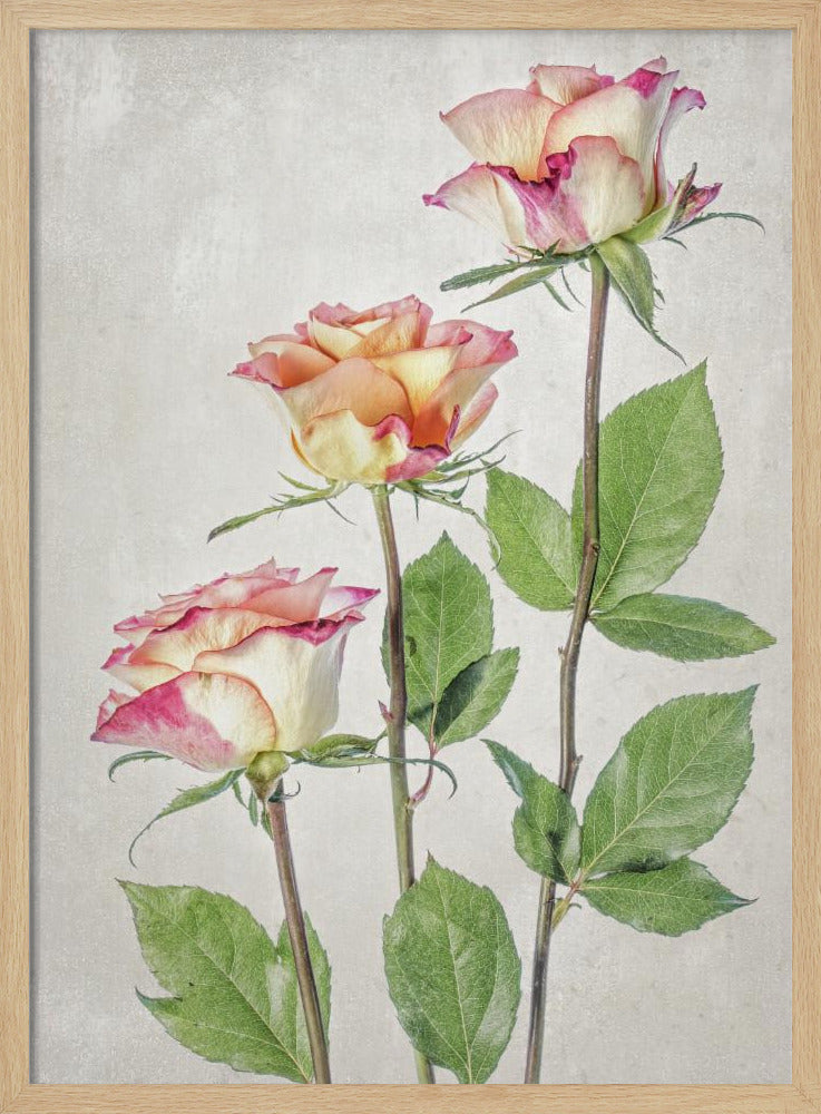 Roses - Poster / Art Print