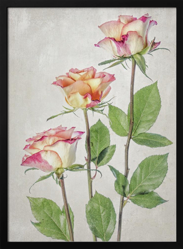 Roses - Poster / Art Print