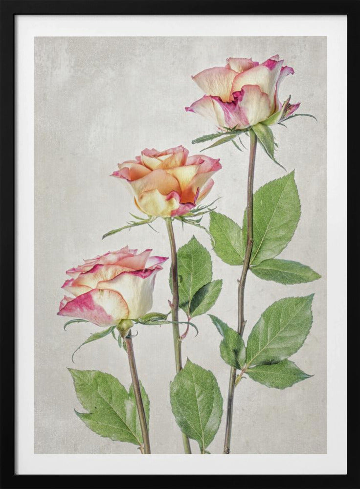 Roses - Poster / Art Print