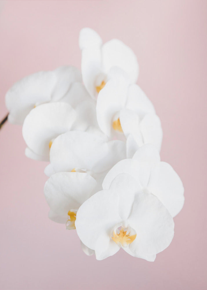Orchid_2 - Poster / Art Print